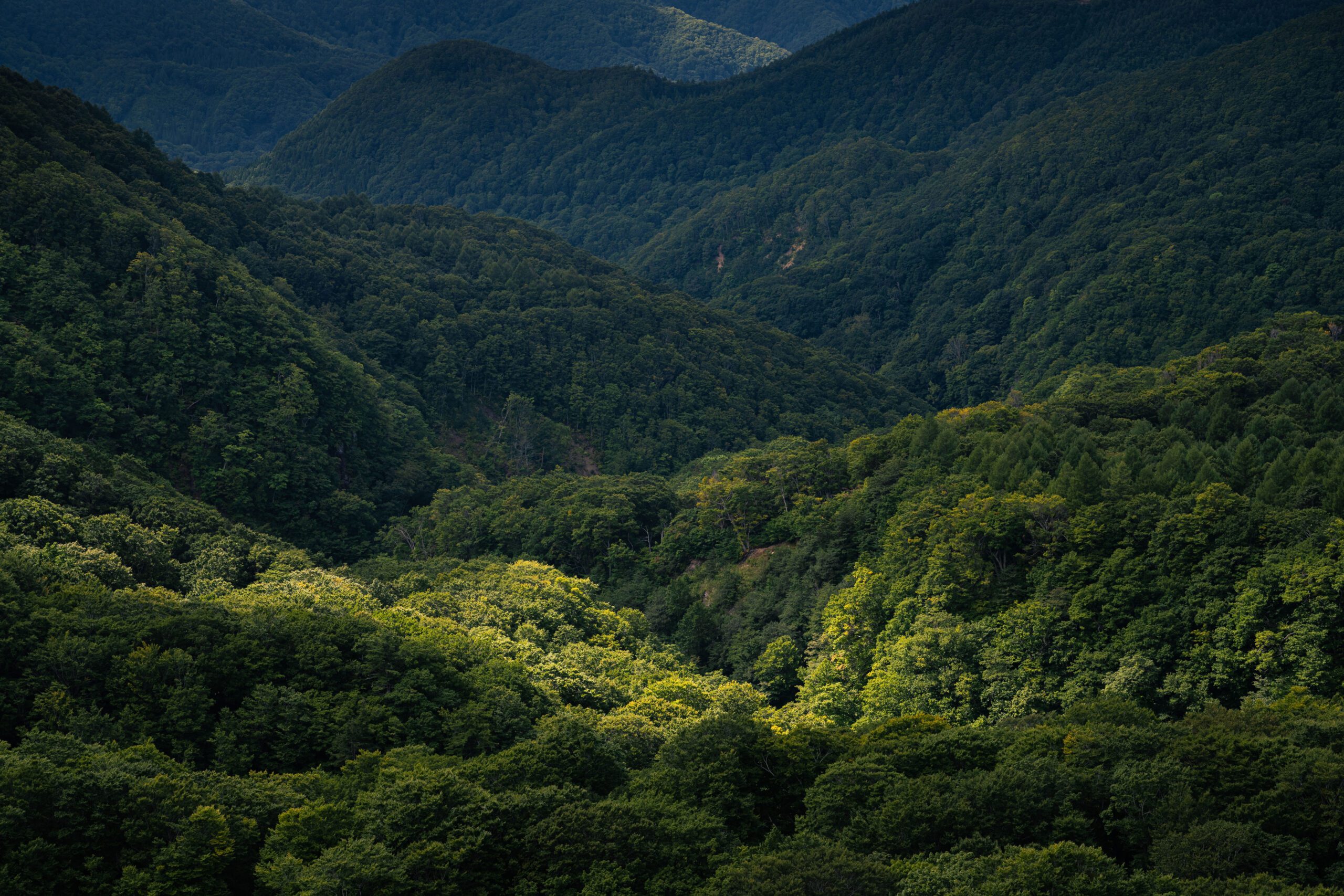 Zurück zum Ursprung: Die Sirakami-Kodama-Hefe kommt aus dem Buchenwald der Bergkette Shirakami Sanchi (Bild: © Aomori Prefecture)